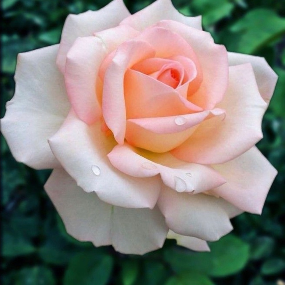 Meet your Posher, Rose